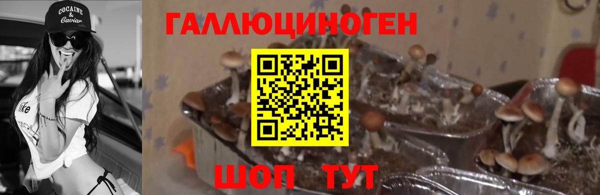 Галлюциногенные грибы Psilocybe Коммунар
